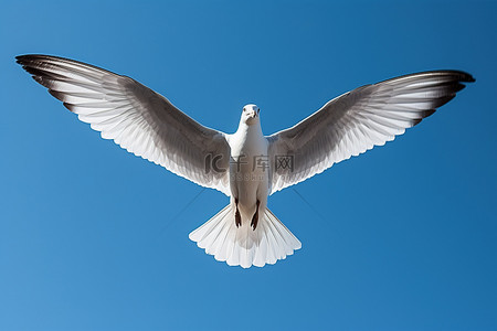 一只大海鸥张开翅膀飞过蓝天