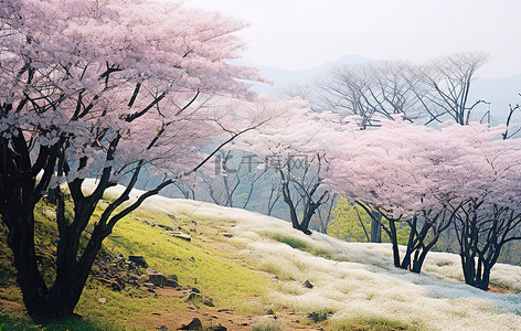 山上盛开着白色的树和粉红色的花朵