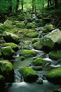 一条小溪流过树林里的岩石