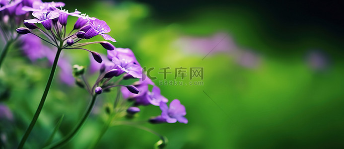 绿色背景背景中的紫色小花
