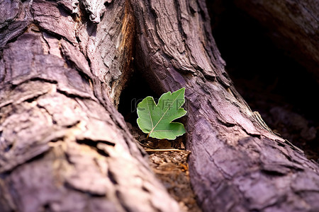 树洞里的一片绿叶