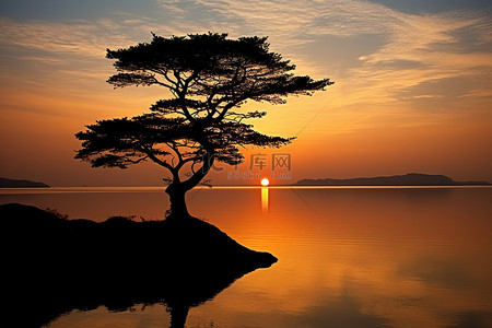 早晨的太阳背景图片_太阳落在湖面上，一棵树的轮廓映衬在水面上