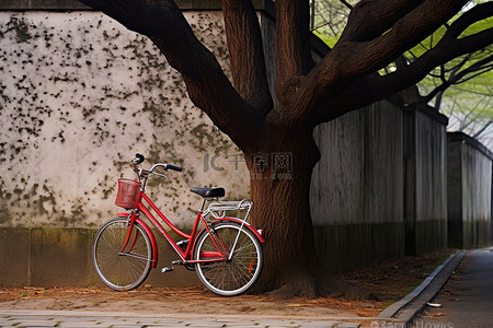 红色自行车靠在树上
