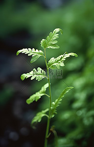 绿叶小植物背景图片_长着叶子和绿叶的小植物
