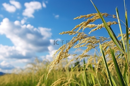 水稻背景图片_稻田中的水稻植株与蓝天和云彩