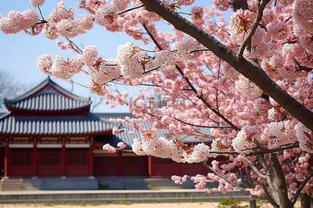 一栋韩国建筑上的樱花