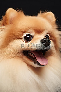 可爱背景图片_博美犬，带金锁，白色背景照片 11499343