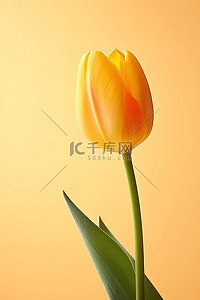 橙色背景前显示黄色郁金香“花”