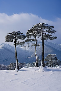 雪地背景图片_山背景中雪上的三棵树