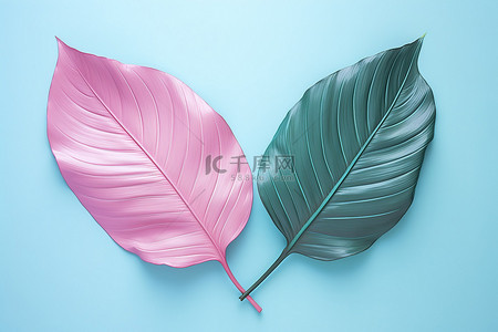 粉色和蓝色背景中的两片彩色热带叶子