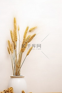 坐在白色的背景上，上面有金色的小麦