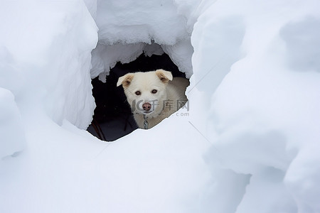 雪王背景图片_一只狗在雪隧道里看着雪