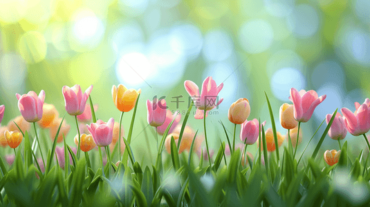 阳光草地背景图片_春天里户外阳光下草坪上花朵开放的背景8
