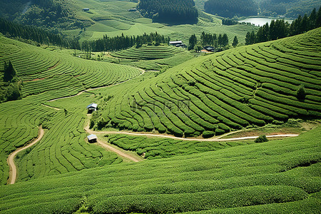 茶背景图片_广东的风景和茶园