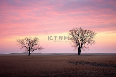 思想落后背景图片_日落后，两棵树站在田野里