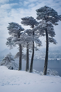 雪地背景图片_山区湖面上雪中的五棵松树