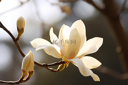 春天早晨背景图片_早晨阳光下玉兰枝的白花