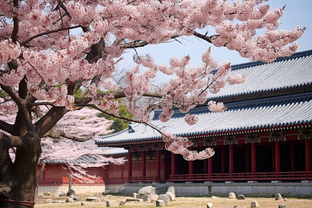 一栋韩国建筑上的樱花