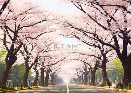 绿树成荫的街道两旁盛开的樱花树