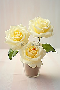 桌子上花瓶里的两朵白玫瑰