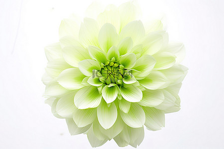 白色背景花瓣背景图片_一朵小绿花，白色背景上有一朵小花