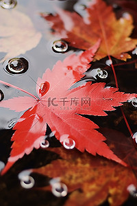 漂浮枫叶背景图片_漂浮在水中的红叶