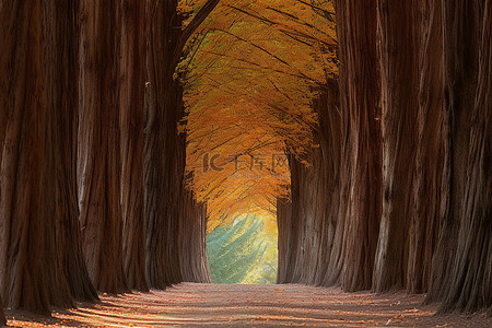 树林间的小路 照片树林里的秋天美术印刷品
