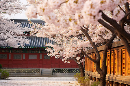 旅行背景图片_街道上开满了白色的花朵