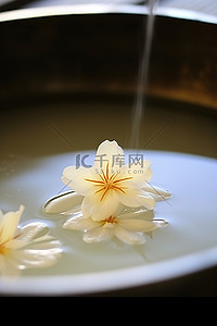 漂浮白色花背景图片_一朵花漂浮在滚烫的沸水中