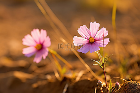 粉红色田野背景图片_棕色的田野上有两朵粉红色的小花
