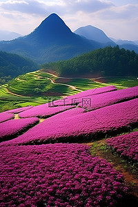 厦门花田的照片