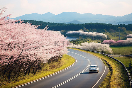 一辆汽车行驶在空旷的樱花路上