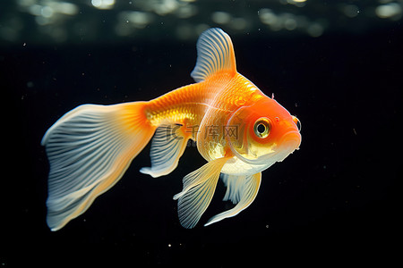 一条橙色的金鱼在透明的水箱里游泳