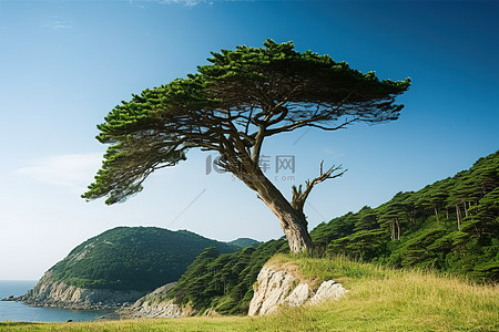 秋天松树地背景图片_一棵松树栖息在长满青草的山坡上