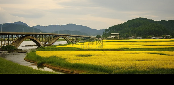 春天的稻田背景图片_桥边金色稻田的照片