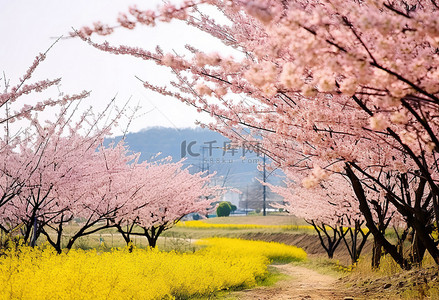 边花背景图片_光州田野边开着黄色花朵的樱花树