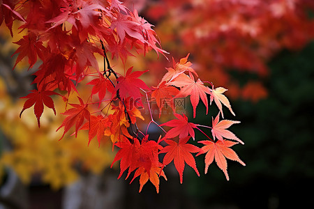 秋天红色背景图片_紫色和红色的枫叶沿着树的侧面滴落