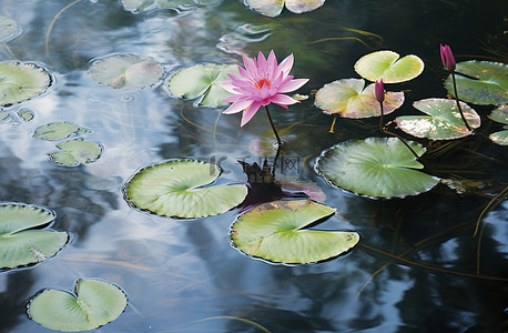 一簇粉红色的绿叶花簇漂浮在水中