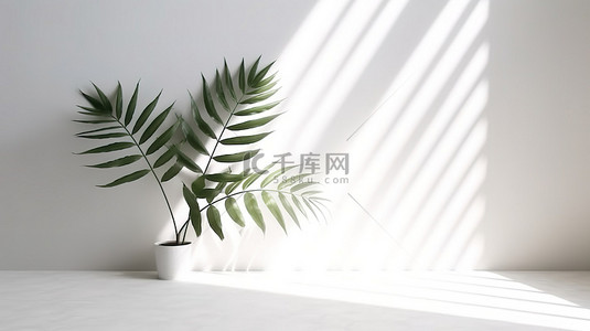 产品加产品背景图片_具有树叶抽象阴影的白墙概念的 3D 渲染