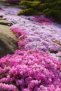 白色的花朵背景图片_紫色的杜鹃花，白色的花朵，散落在地上