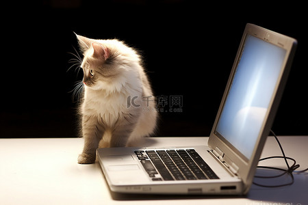 看着笔记本电脑一只小猫