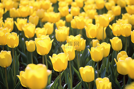 田野里展示着许多黄色的郁金香