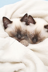 猫睡觉背景图片_两只暹罗猫睡在白色的毯子上