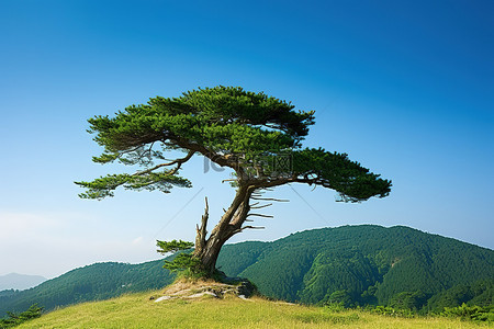 秋天松树地背景图片_青山山顶的一棵松树