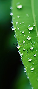 一片绿叶背景图片_一片绿叶，上面有美丽的水滴
