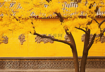 韩国墙上亮黄色的秋树