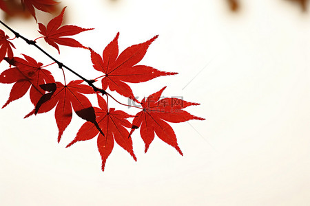 秋天红枫树背景图片_树枝上的红枫树的叶子