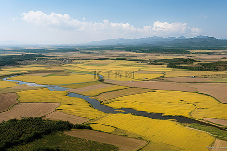 一大片棕色和黄色的田野