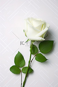 白色背景上带有绿色和白色图案的白玫瑰