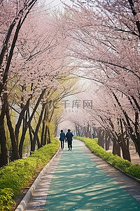 赏花背景图片_首尔南部，妇女们沿着一条种满樱花树的阳光明媚的小路行走